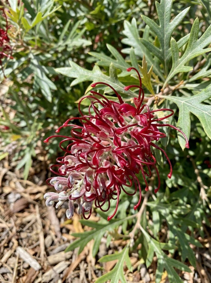 Grevillea hybrid &
