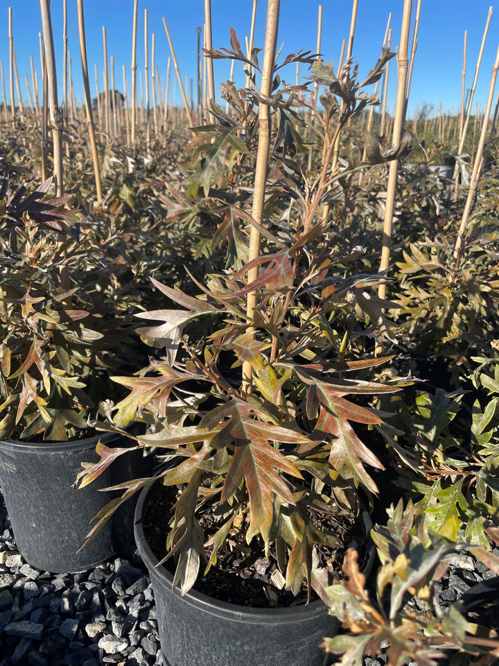 Grevillea hybrid &