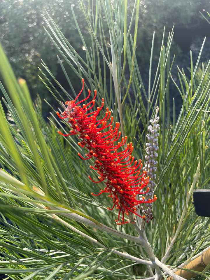 Grevillea hybrid &