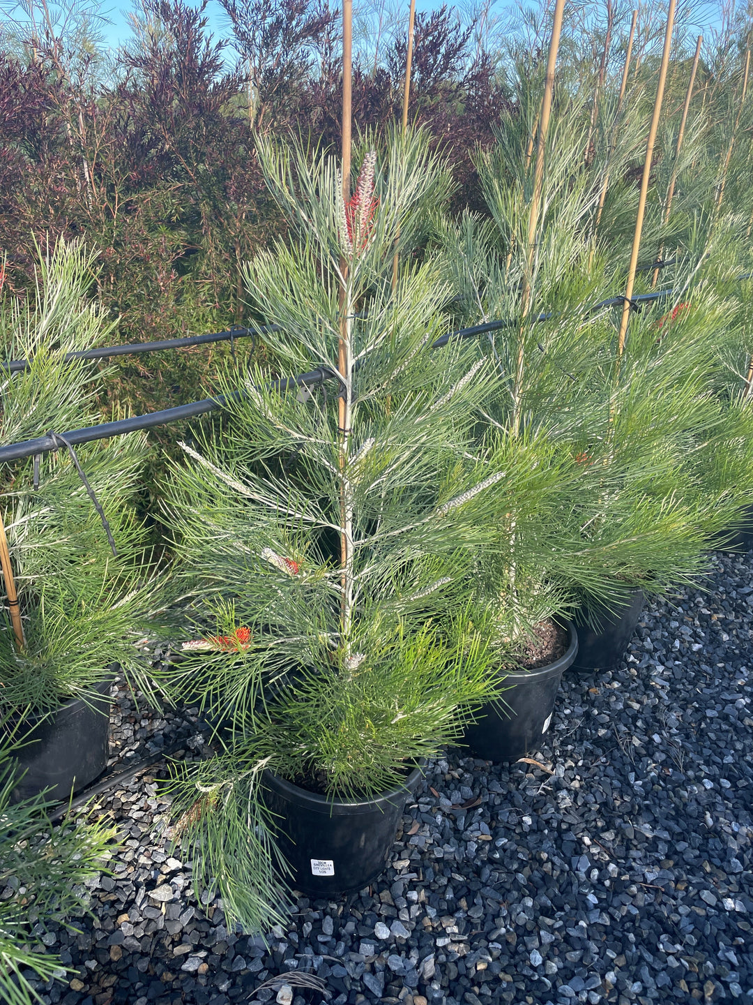 Grevillea hybrid &
