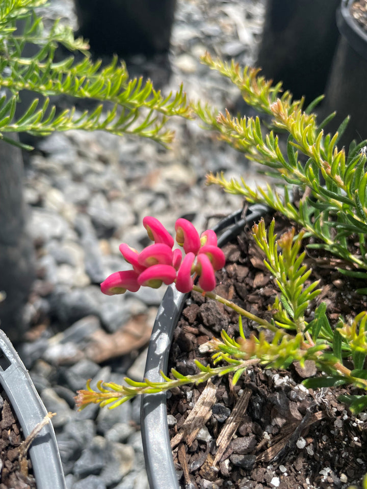 Grevillea hybrid &