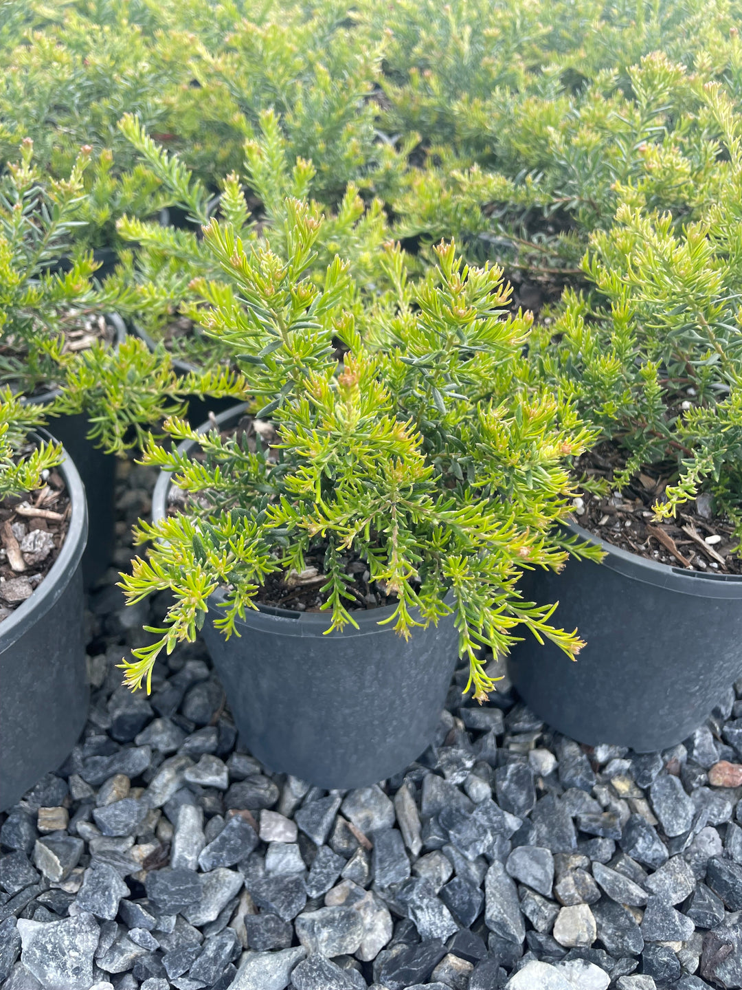 Grevillea hybrid &