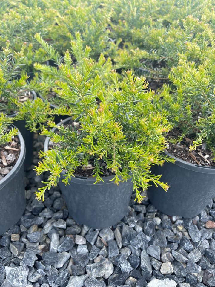 Grevillea hybrid &