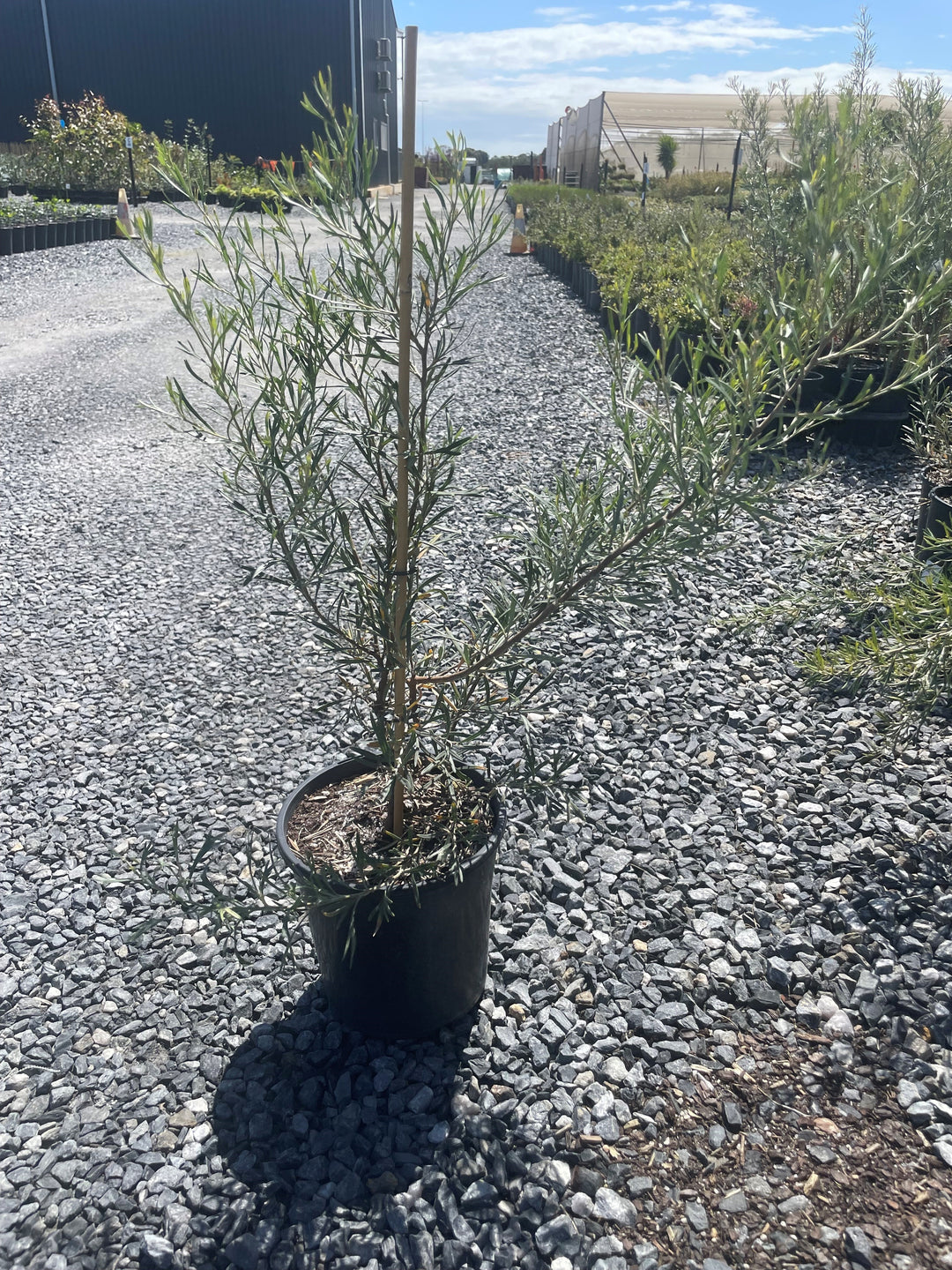 Grevillea hybrid &