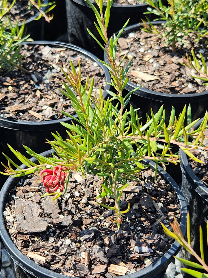 Grevillea Hybrid &