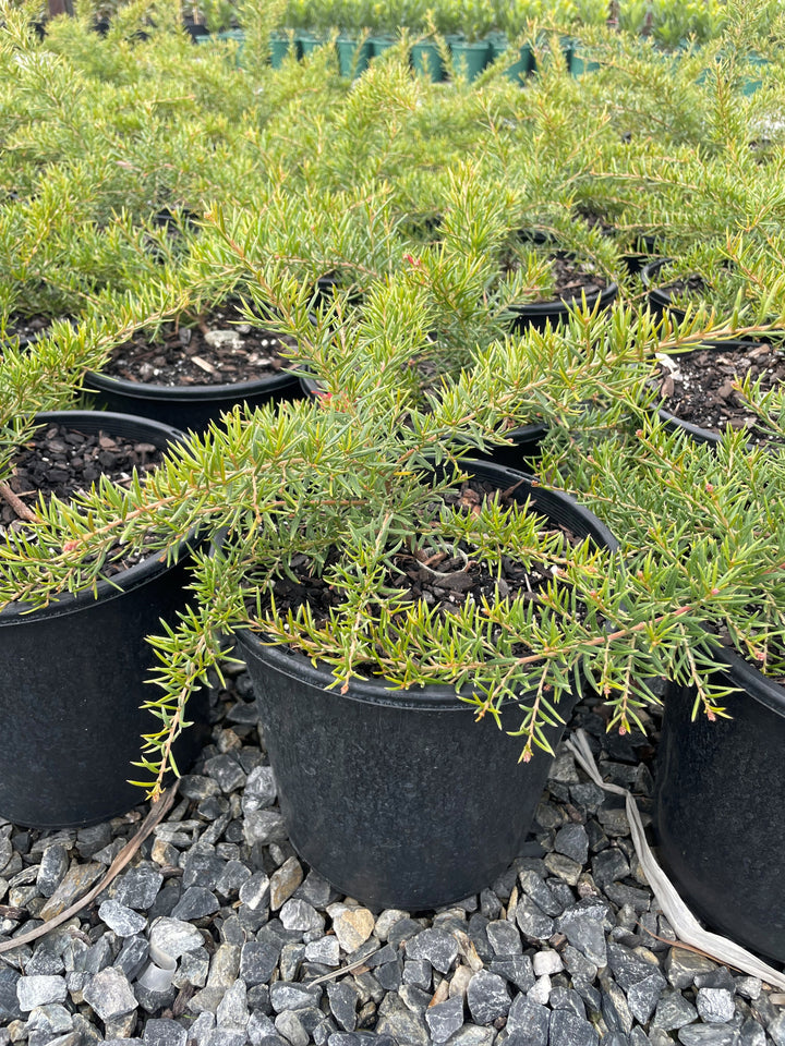 Grevillea Hybrid &