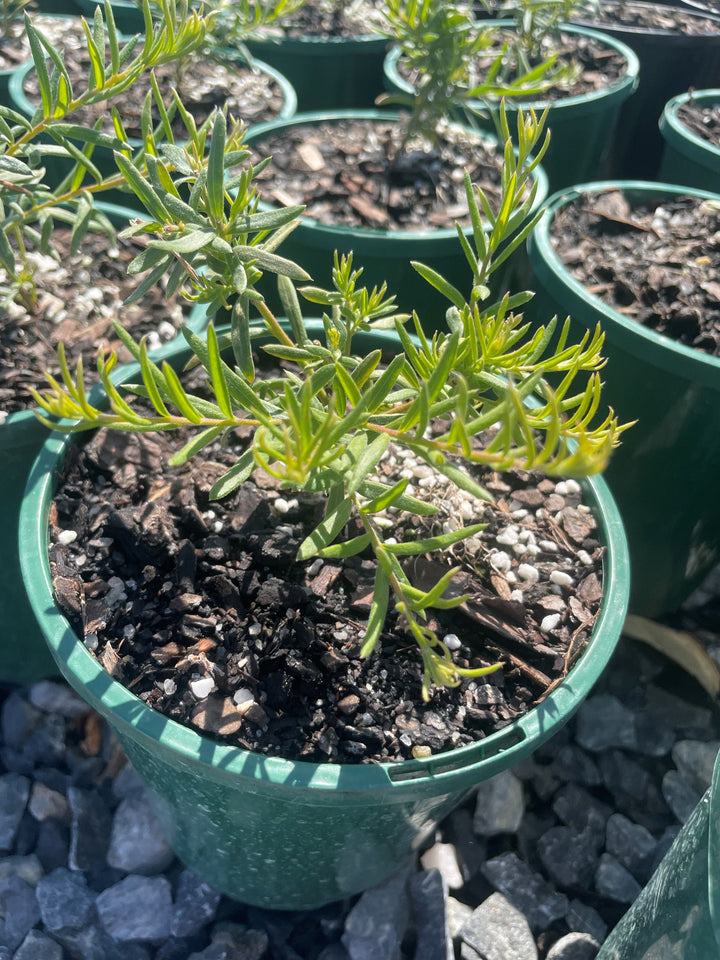 Grevillea hybrid 'Lemon Daze'