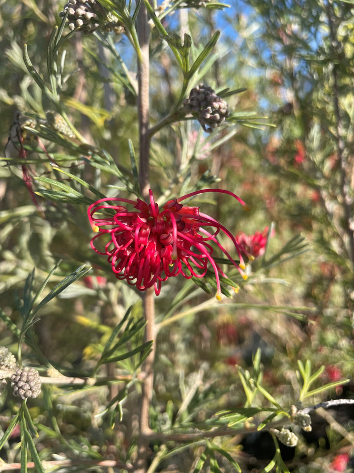 Grevillea Hybrid 'Winpara Gem'