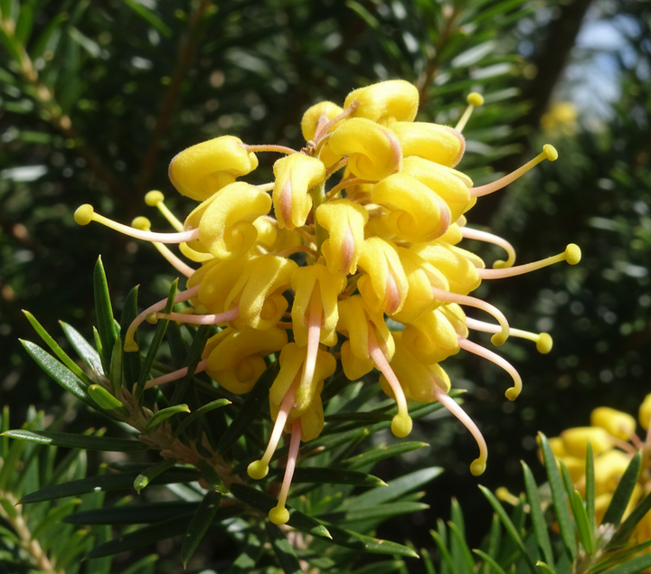 Grevillea hybrid 'Lemon Daze'