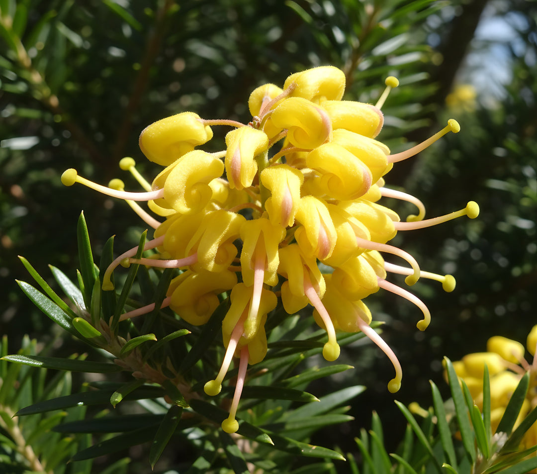 Grevillea hybrid &