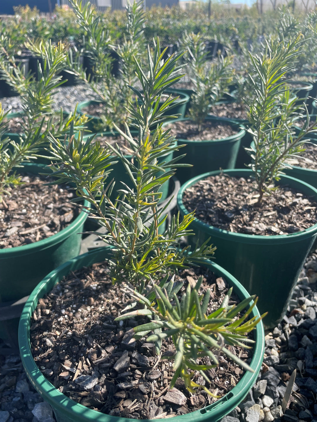Grevillea hybrid 'Lemon Daze'