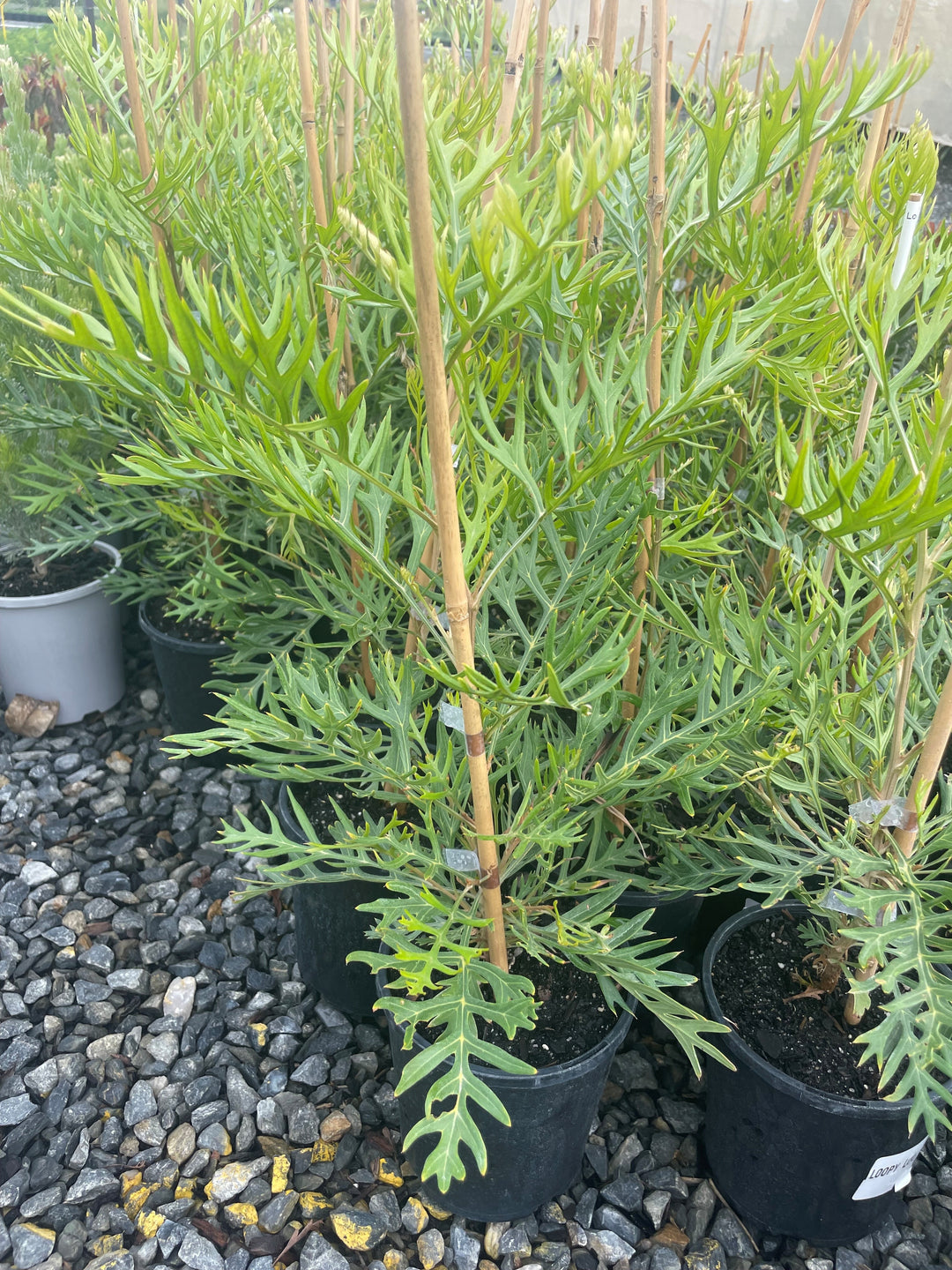 Grevillea hybrid &