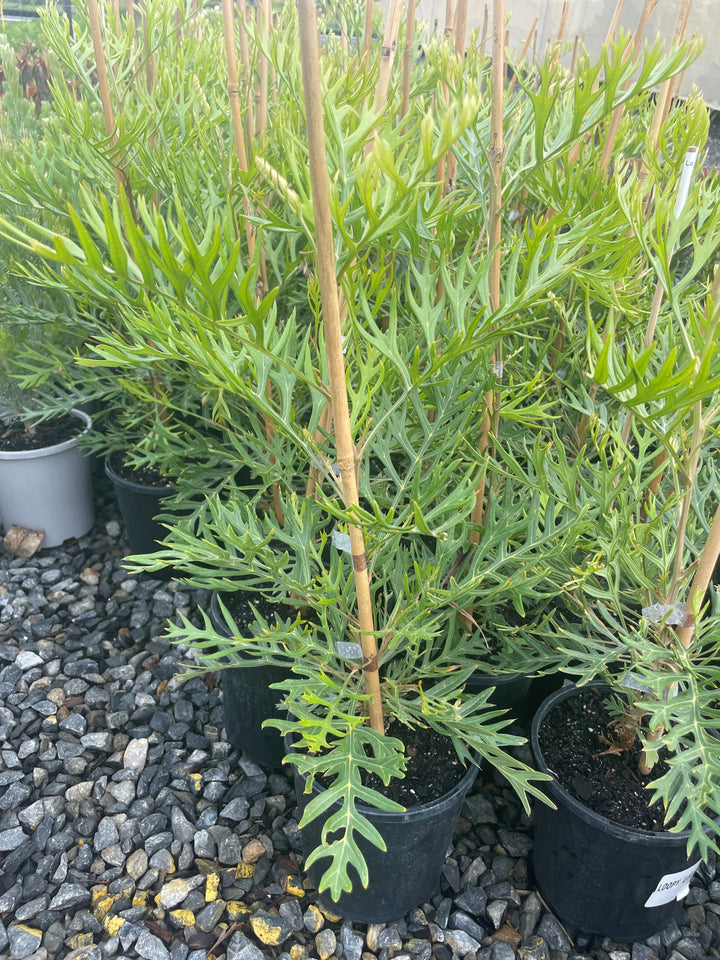 Grevillea hybrid &