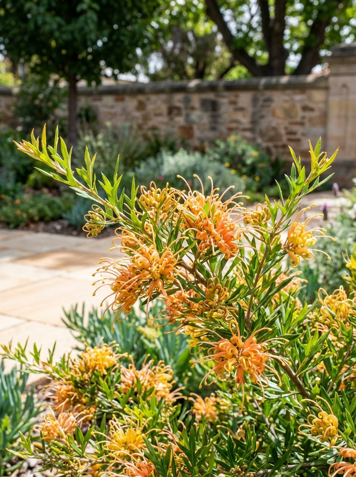 Grevillea hybrid &