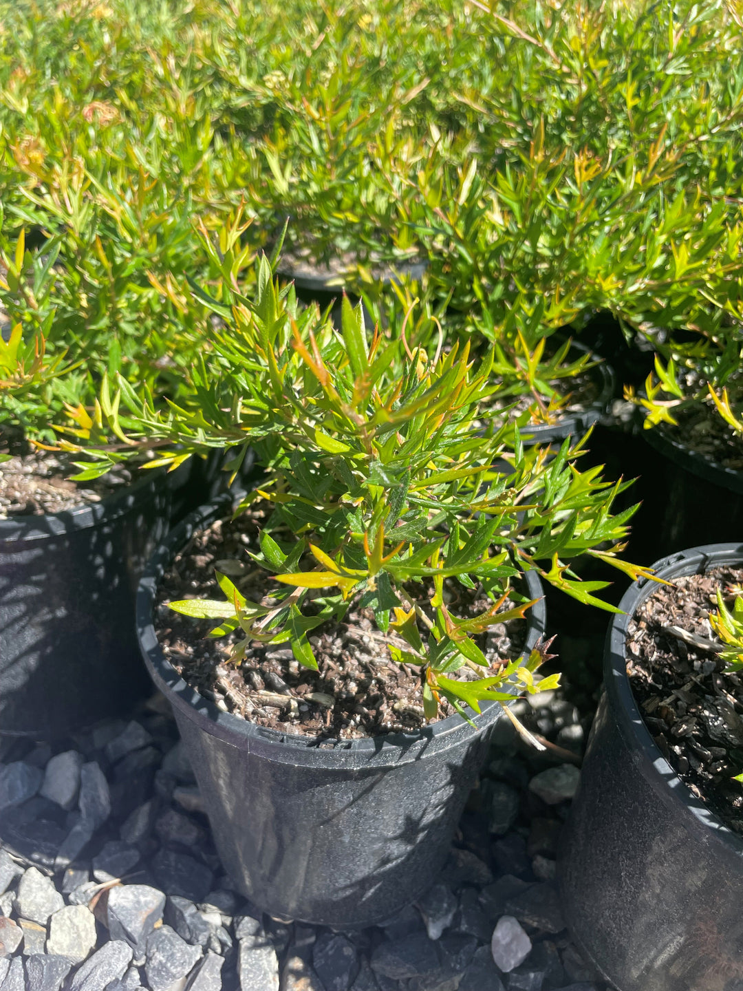 Grevillea hybrid &