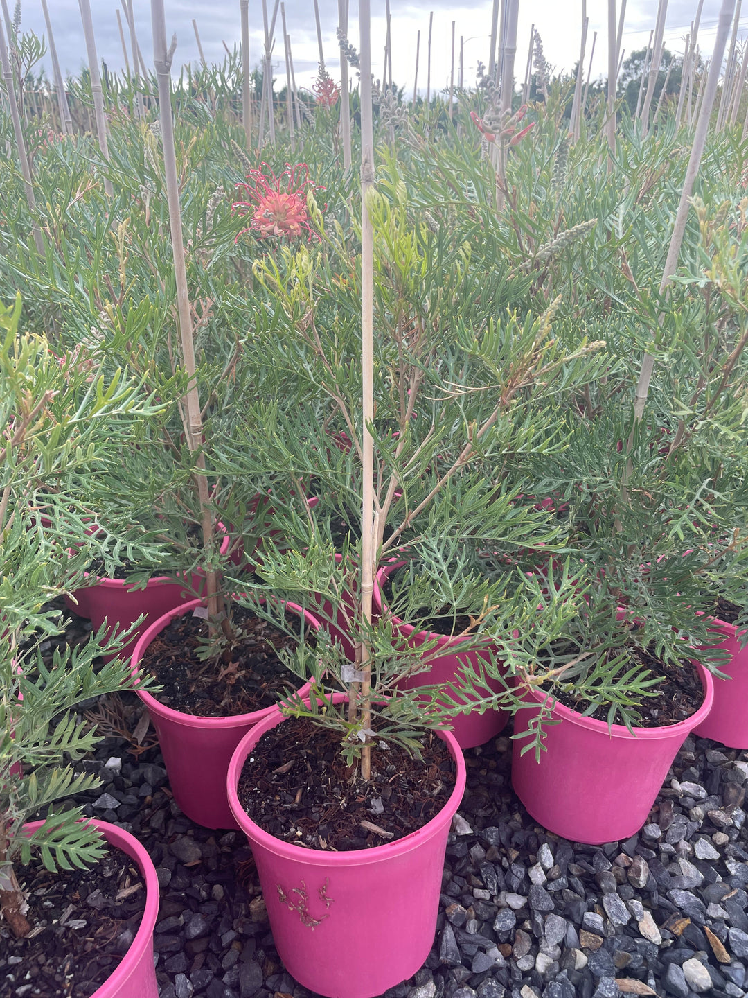 Grevillea hybrid &