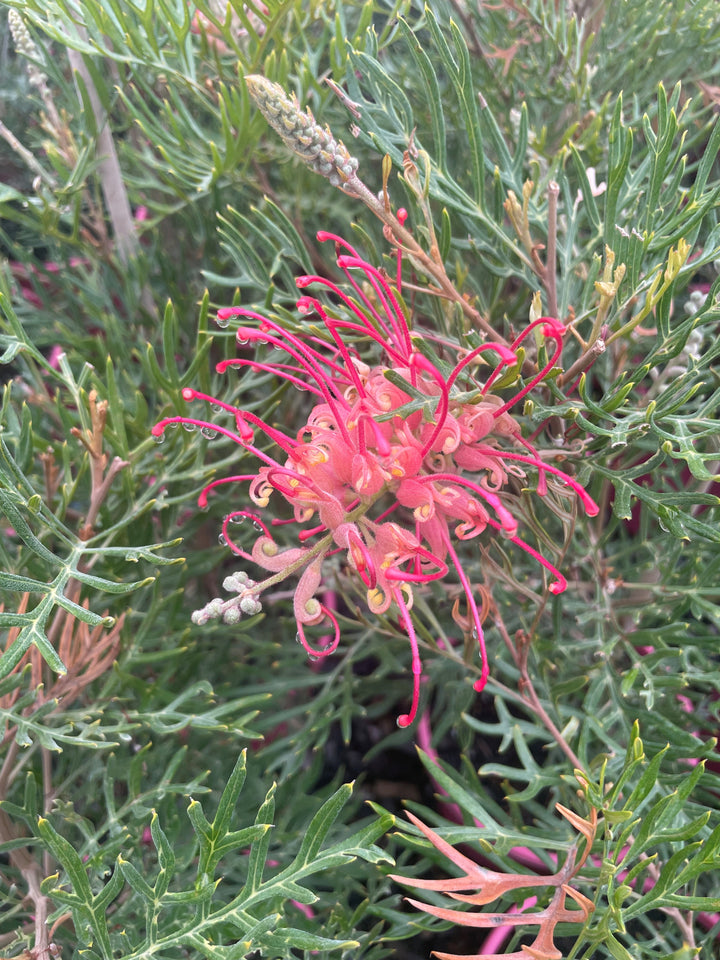 Grevillea hybrid &