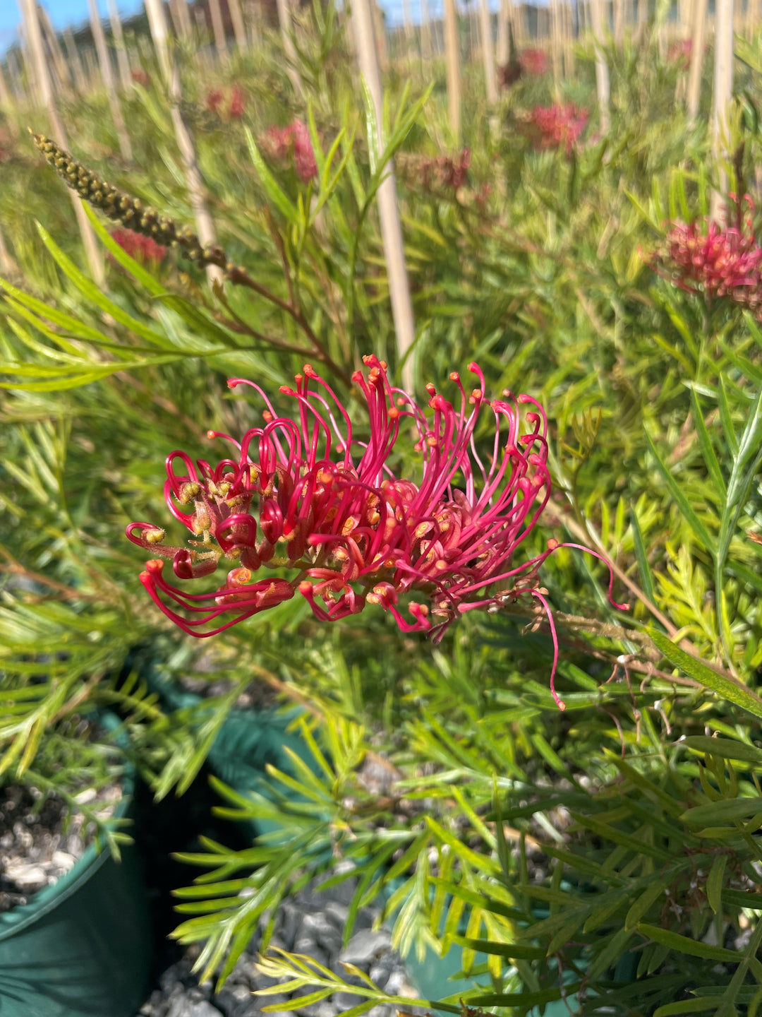 Grevillea hybrid 'Raspberry Dream' 200mm Pot for sale Adelaide Plant Co