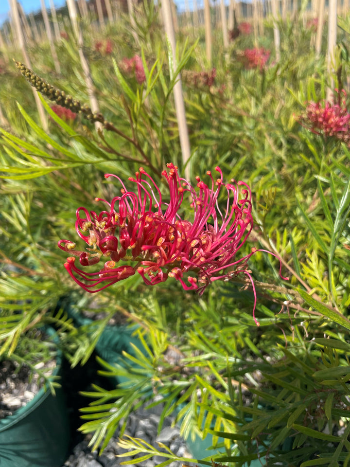 Grevillea hybrid &