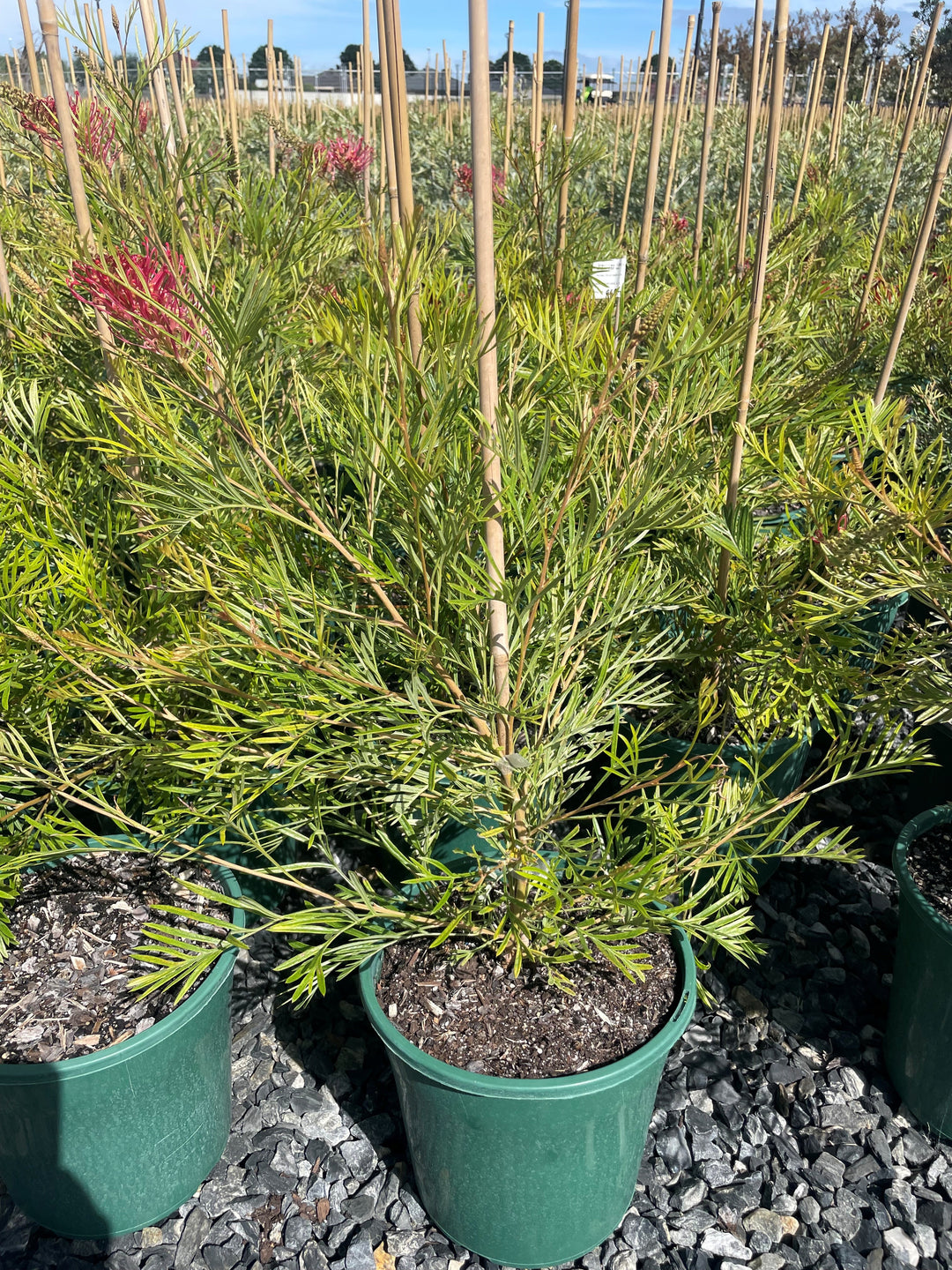 Grevillea hybrid &