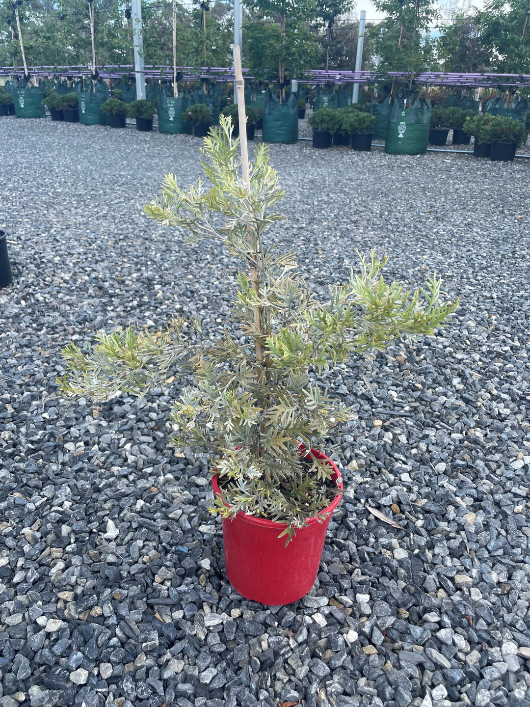 Grevillea hybrid &