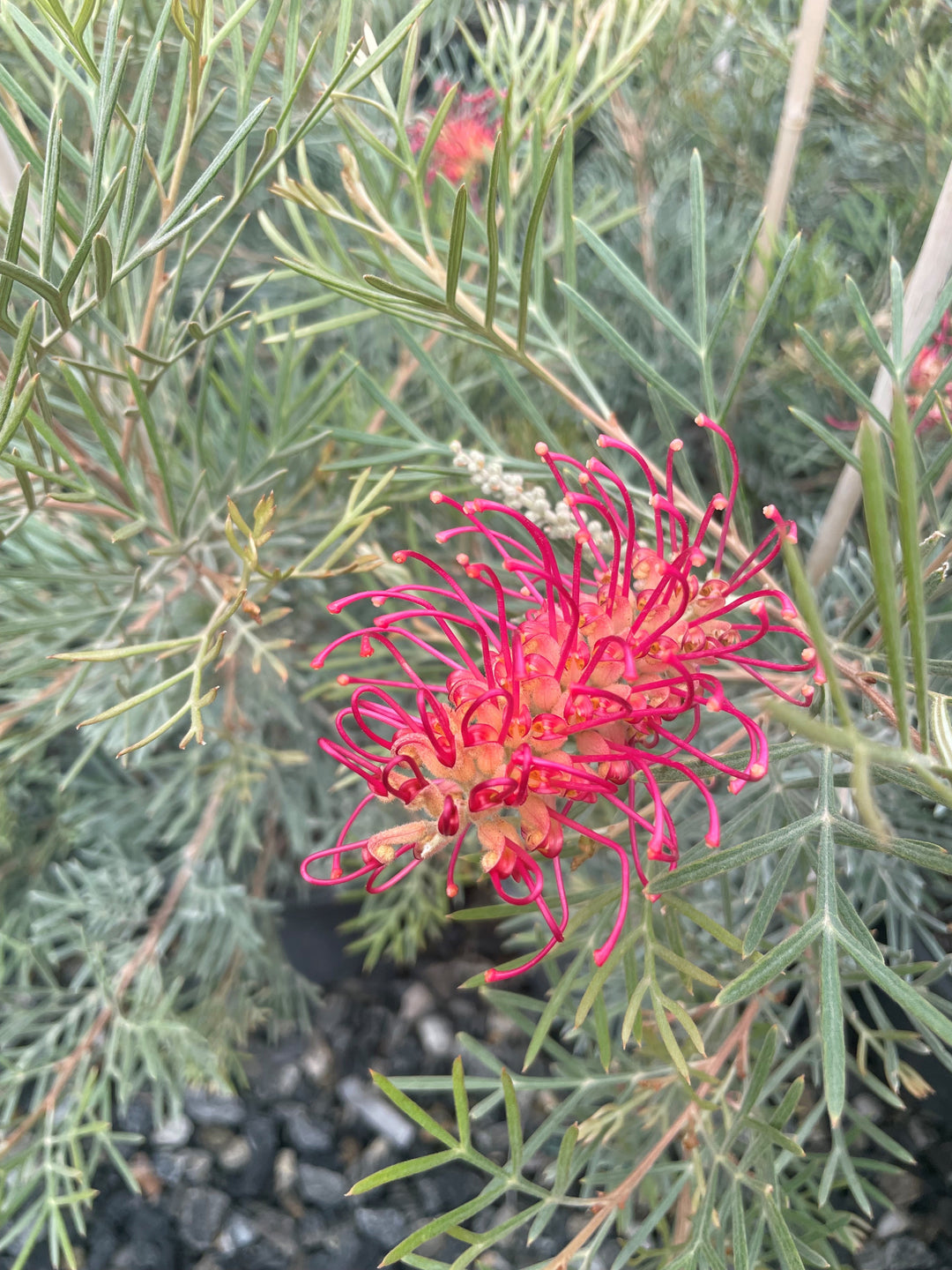 Grevillea hybrid 'RLS Spirit of ANZAC' 200mm Pot for sale Adelaide Plant Co