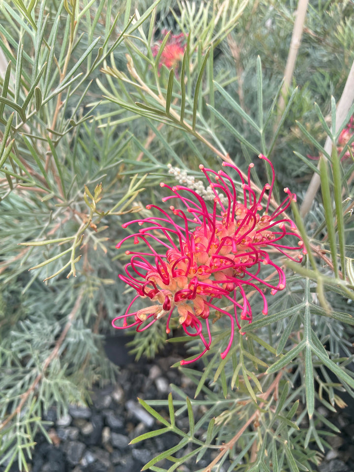 Grevillea hybrid &