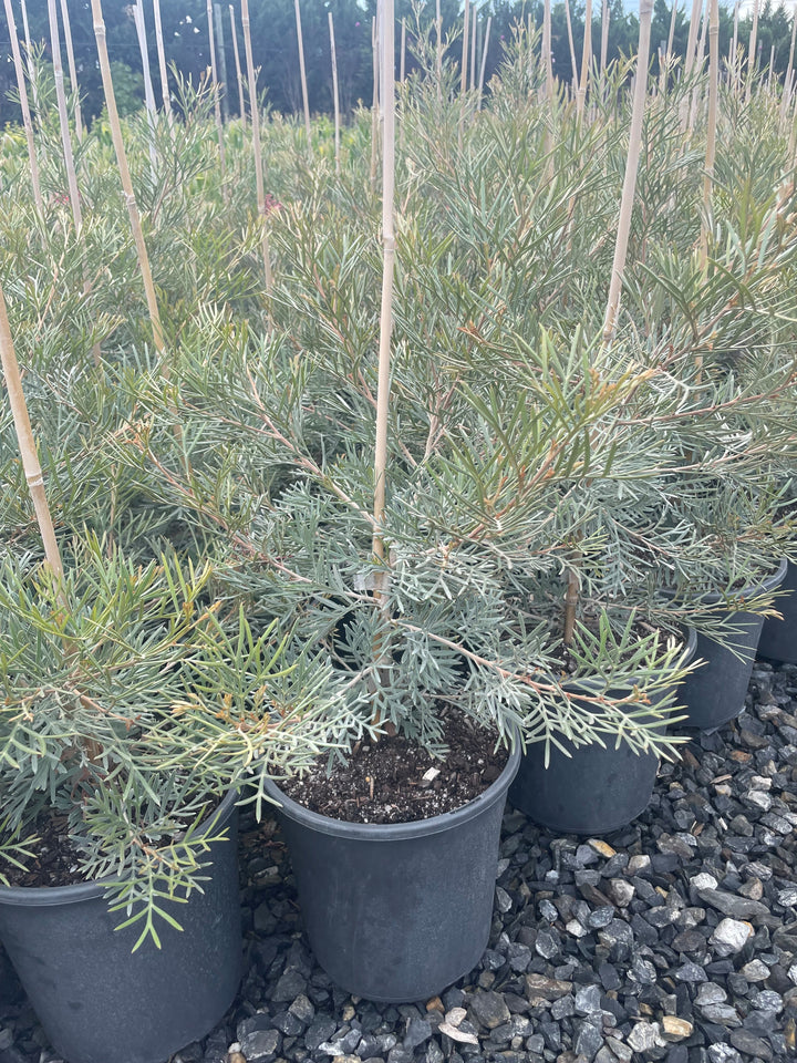 Grevillea hybrid &