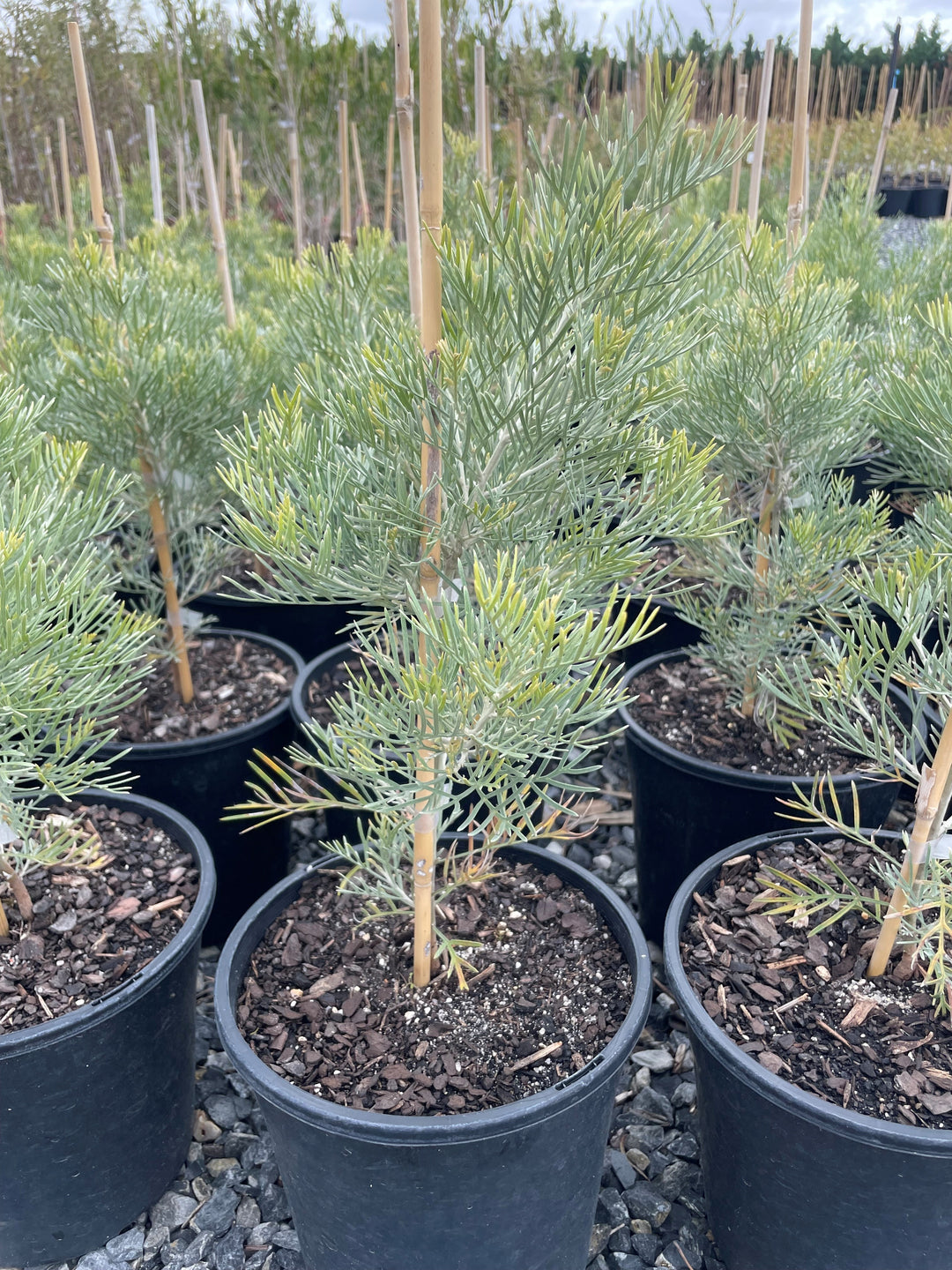 Grevillea Hybrid &