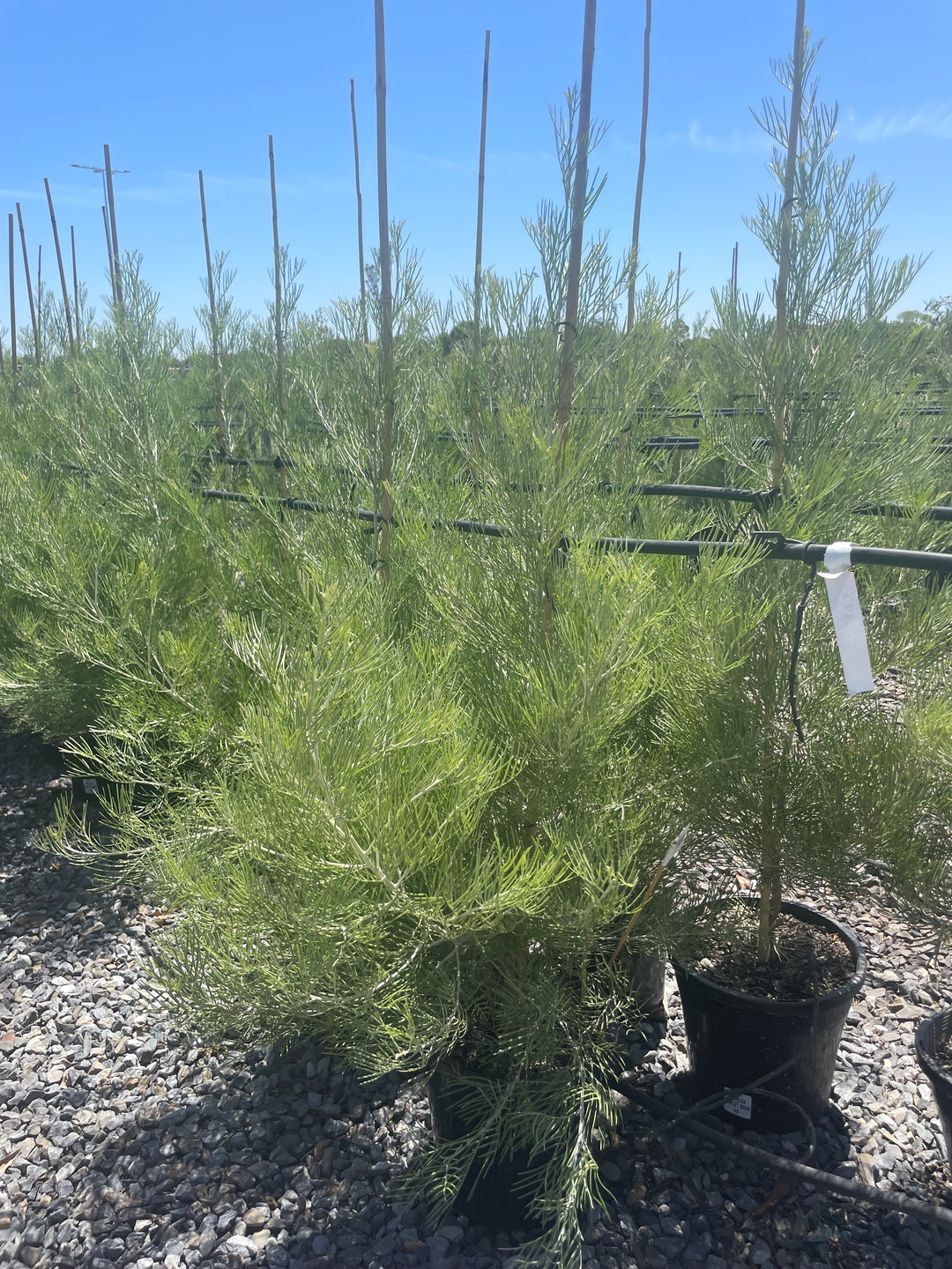 Grevillea Hybrid &