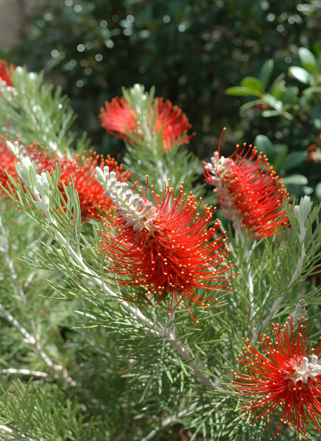 Grevillea Hybrid 'Scarlet Moon' 200mm Pot for sale Adelaide Plant Co