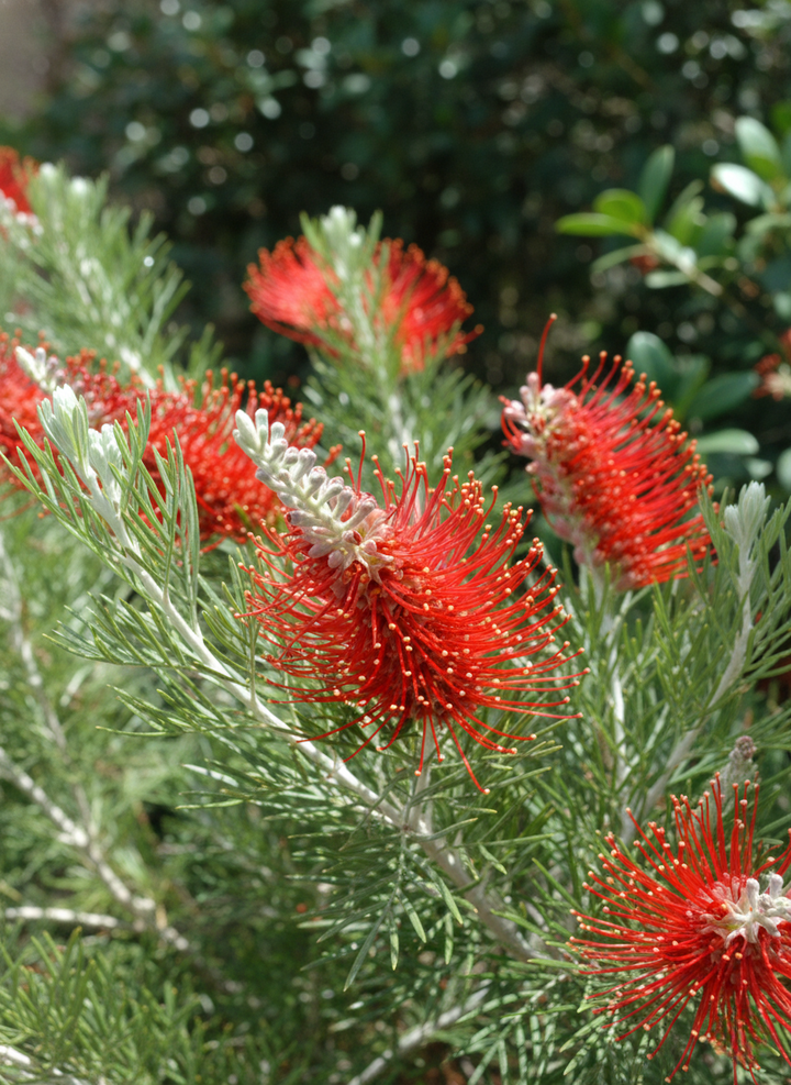 Grevillea Hybrid &