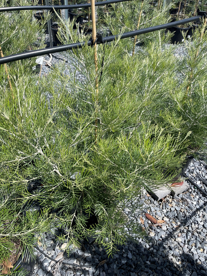 Grevillea Hybrid &