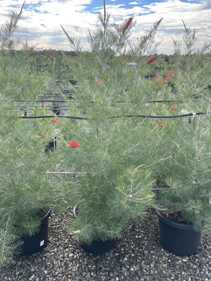Grevillea Hybrid &
