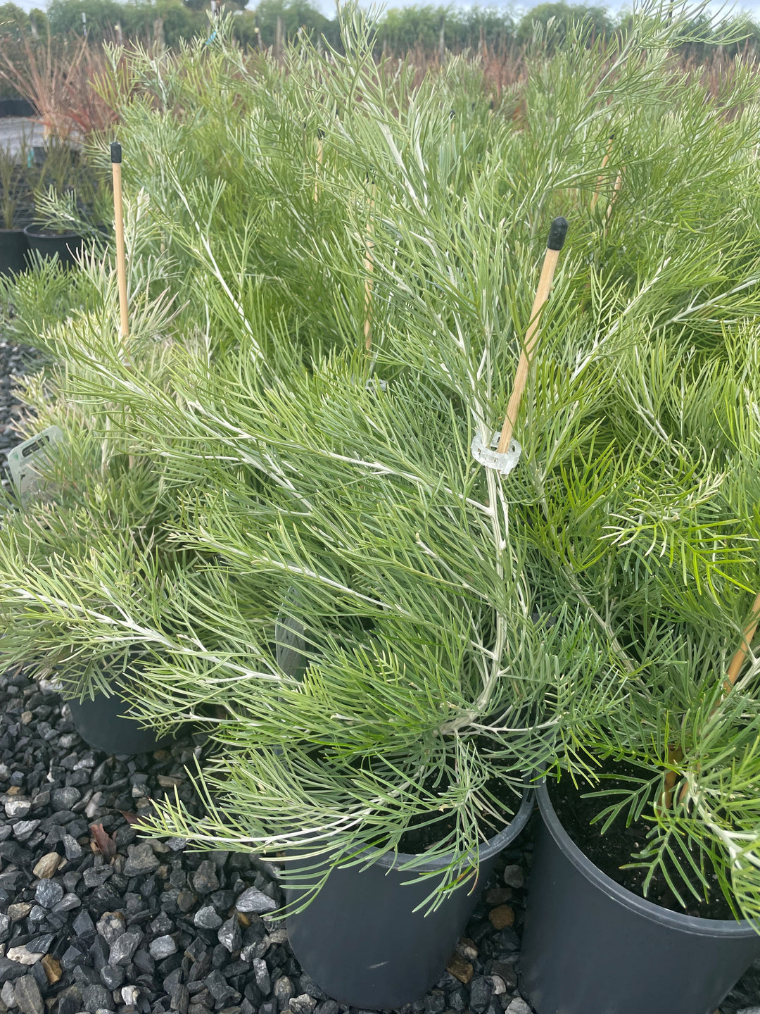 Grevillea Hybrid &