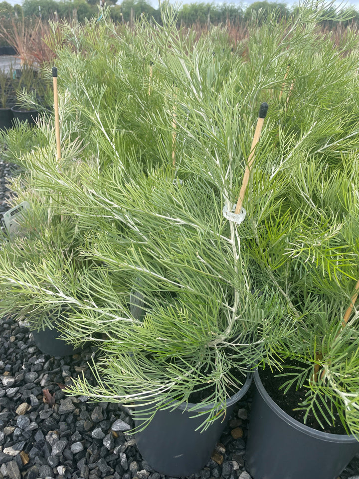 Grevillea Hybrid &