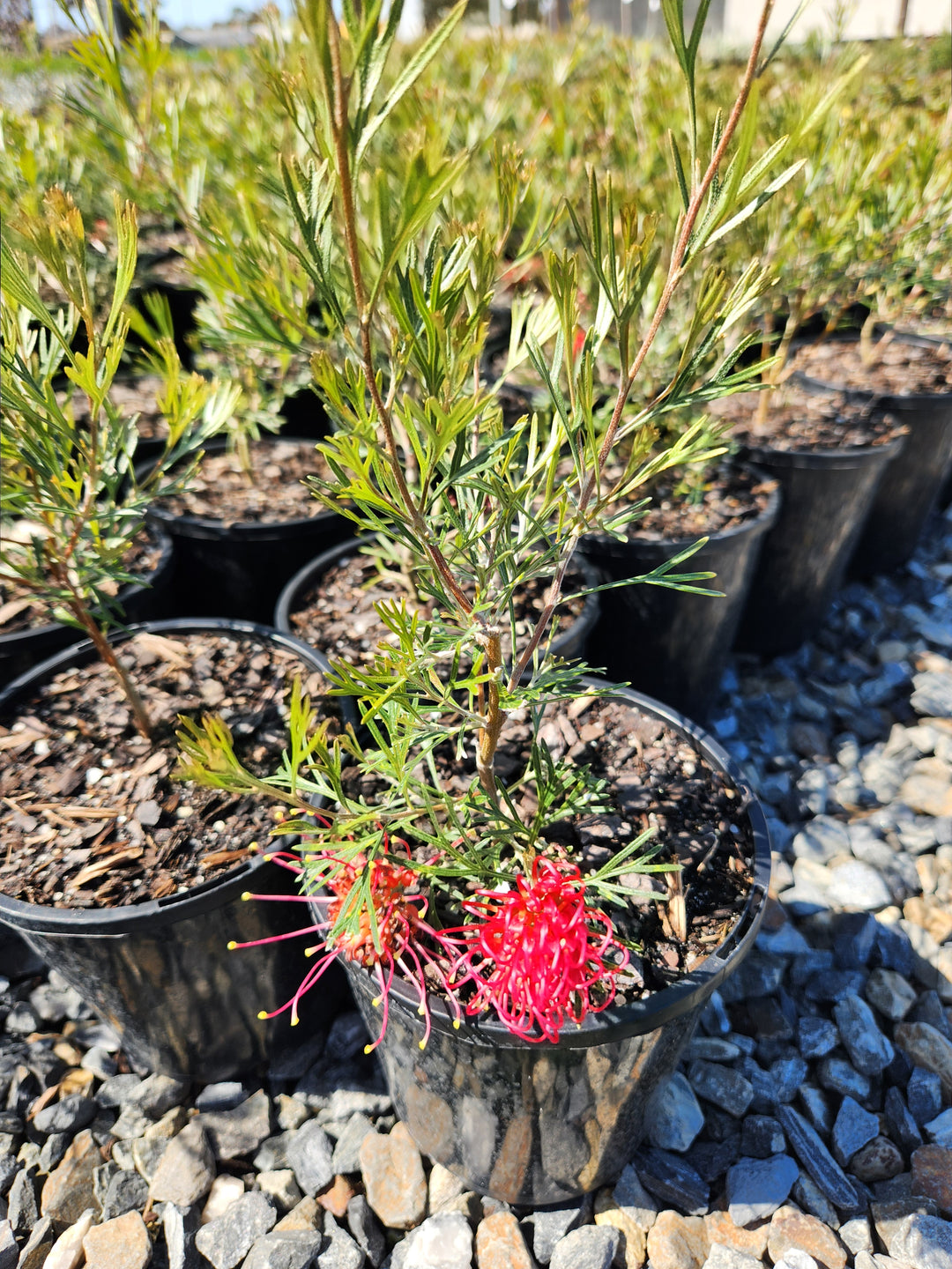 Grevillea Hybrid 'Winpara Gem'