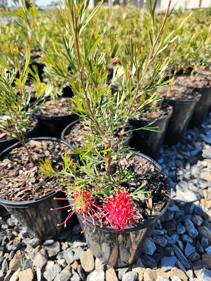 Grevillea Hybrid 'Winpara Gem'