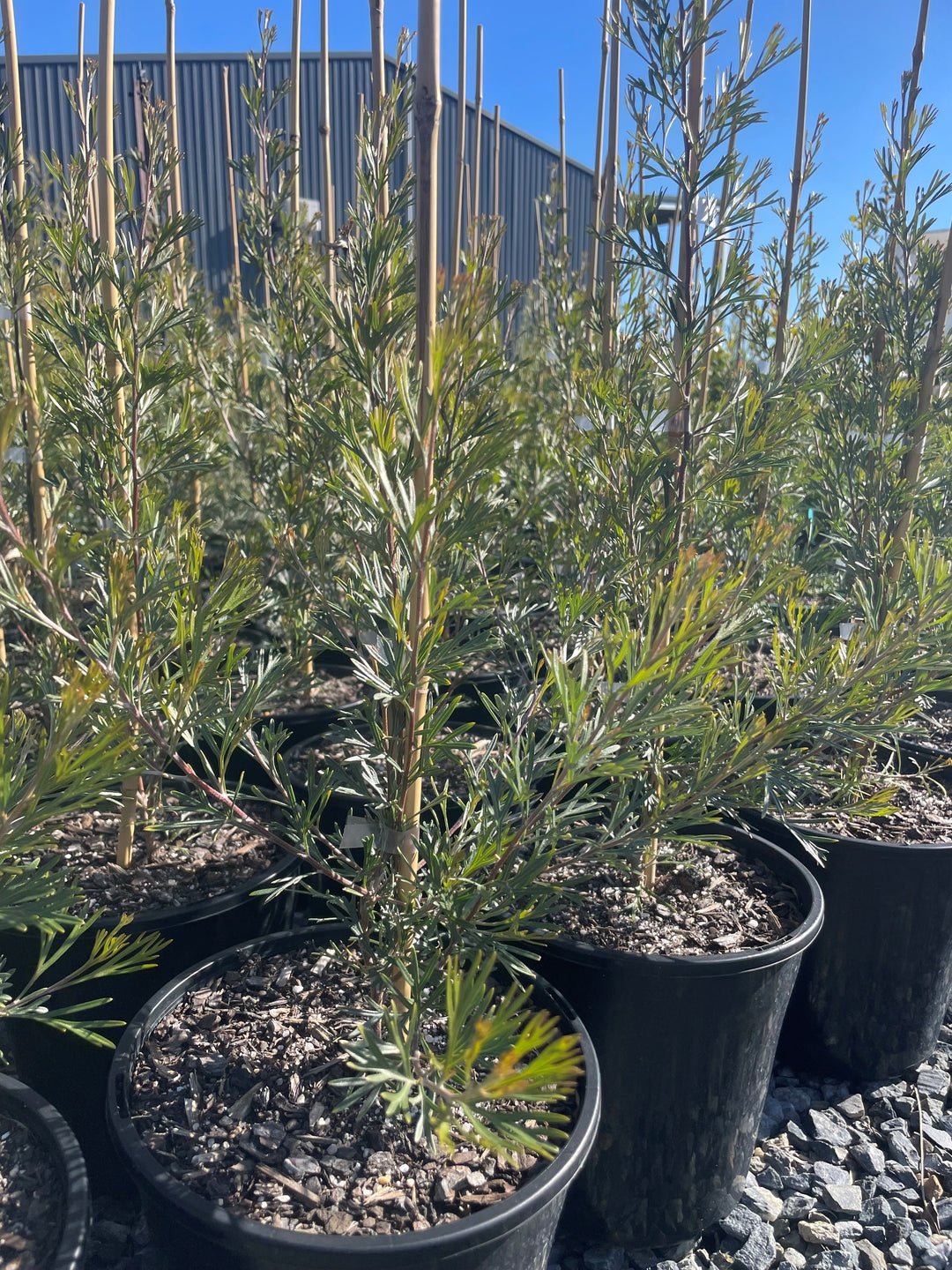Grevillea Hybrid 'Winpara Gem'