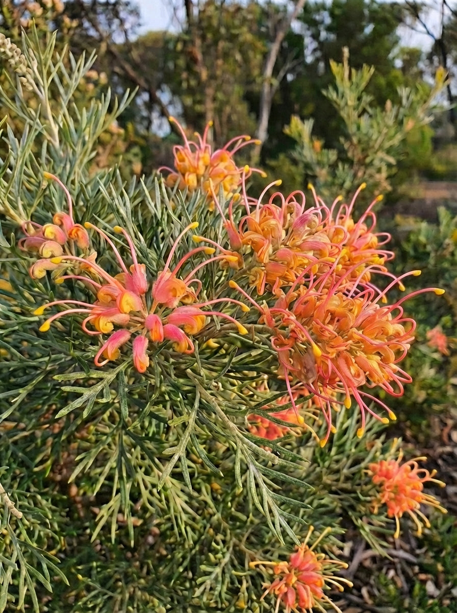 Grevillea hybrid 'Winpara Gold' 200mm Pot for sale Adelaide Plant Co