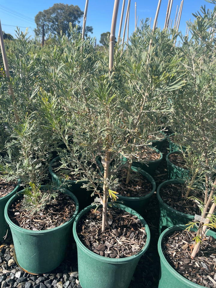 Grevillea hybrid &