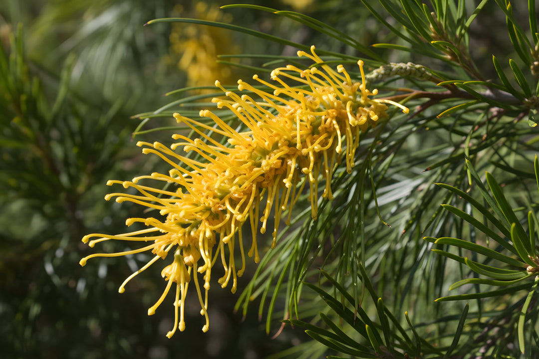 Grevillea Hybrid 'Yamba Sunshine' 400mm Pot for sale Adelaide Plant Co