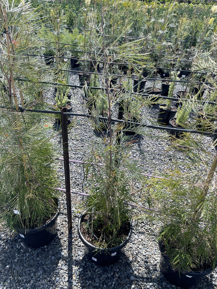 Grevillea Hybrid 'Yamba Sunshine'