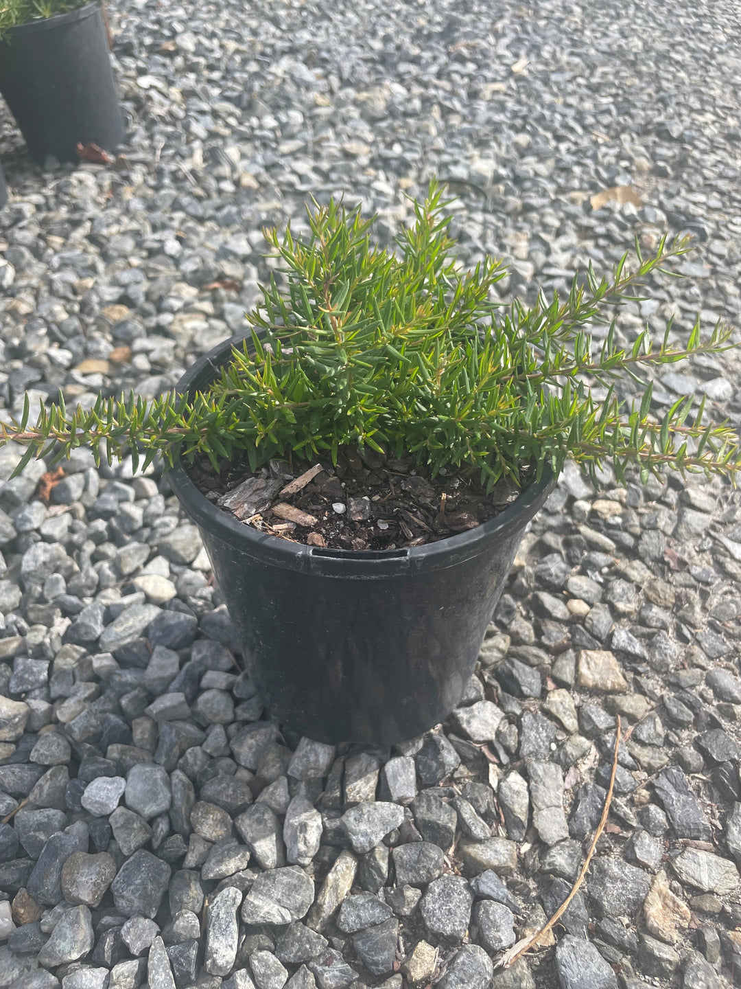 Grevillea juniperina &