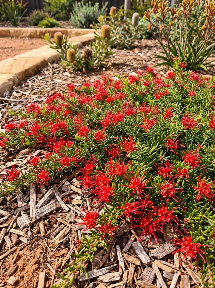 Grevillea juniperina &