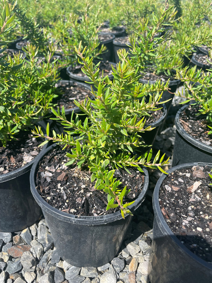 Grevillea juniperina &
