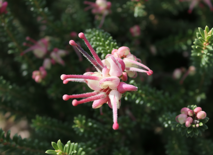 Grevillea lanigera 'Mt. Tamboritha'