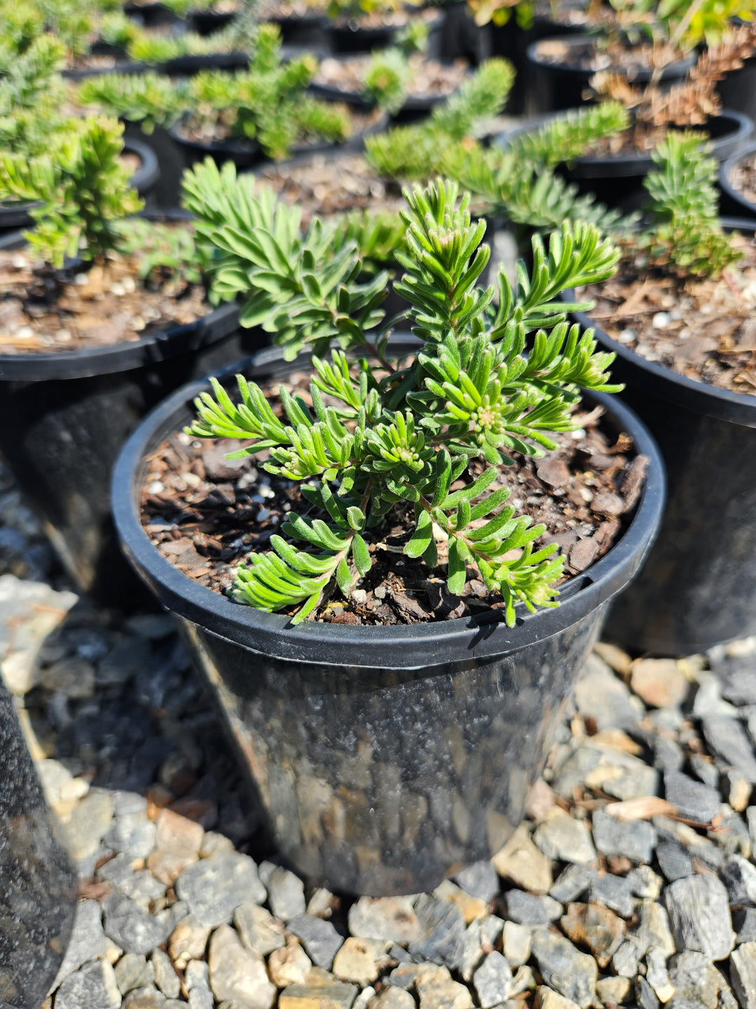Grevillea lanigera 'Mt. Tamboritha'