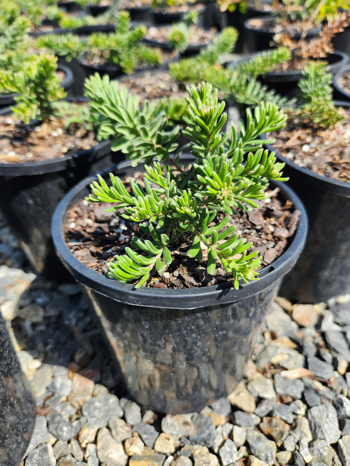 Grevillea lanigera 'Mt. Tamboritha'