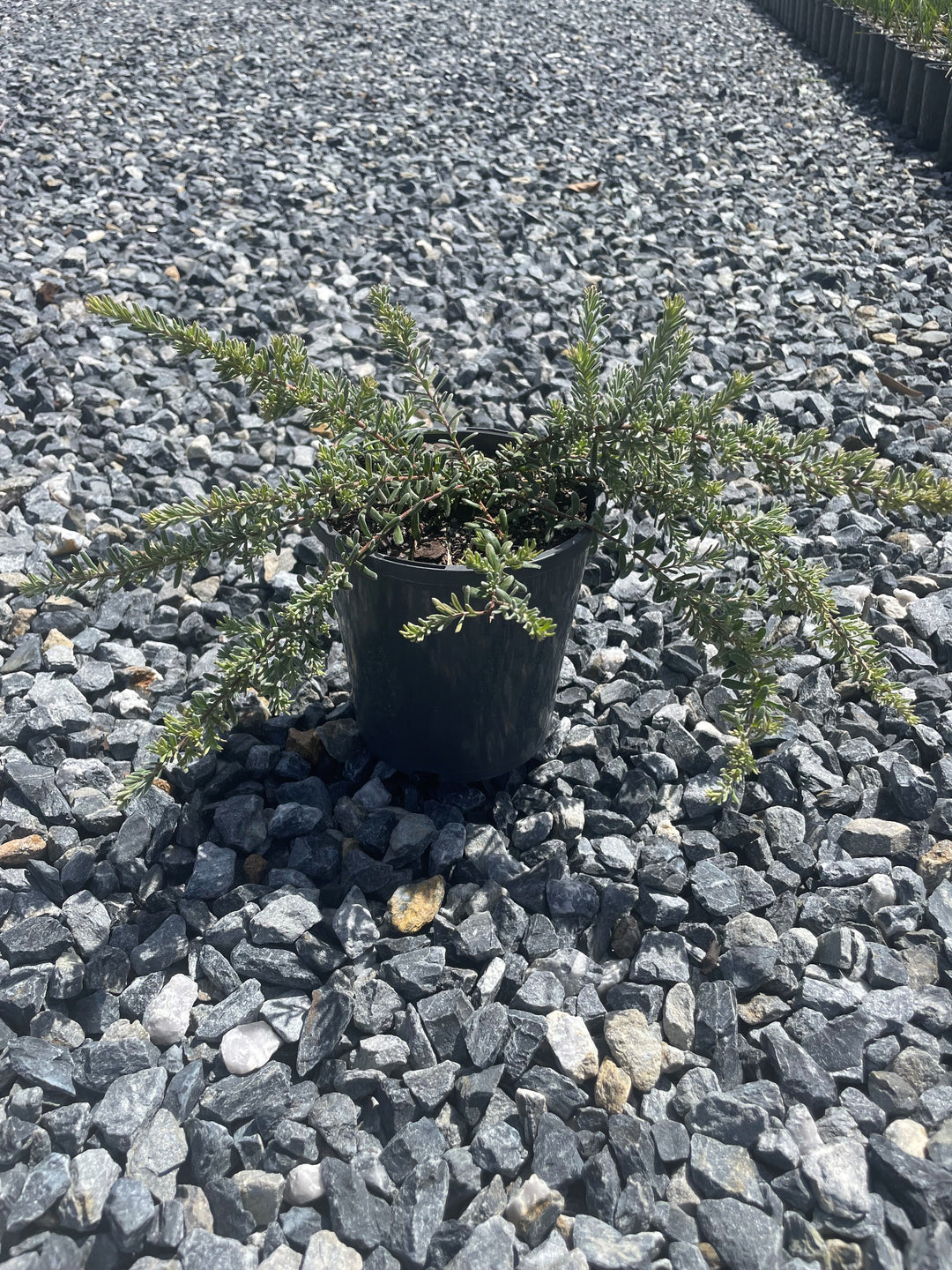 Grevillea lanigera &